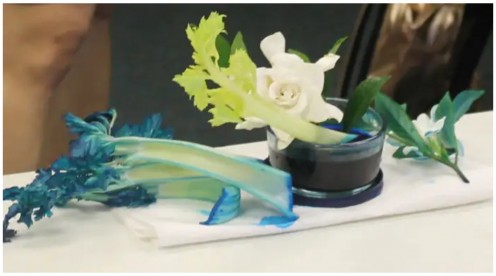 Placing a white flower and celery in dyed water to demonstrate how a plant's vascular system works