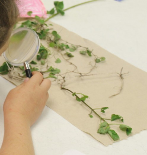 Observing roots
