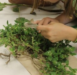 Plant Roots and Stems Lesson Plan for Elementary