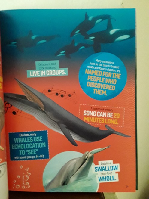 Fun facts about the giants of our oceans