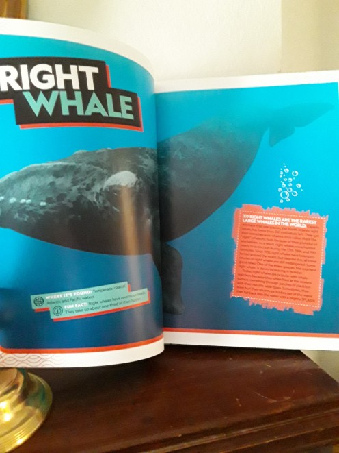 The right whale is the rarest of the giants
