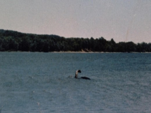 Silver Lake's beastie has proven no match as an attraction for New York's other monster, no not that one, Champy in Lake Champlain, allegedly photographed in 1977.