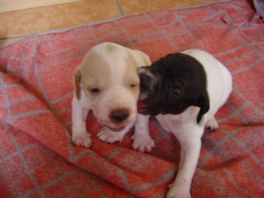 The pups soon opened their eyes and began to play the most painful games.