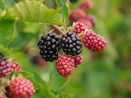 Blackberry / Mûre