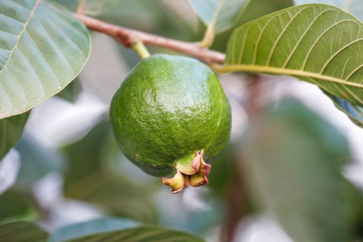 Guava / Goyave