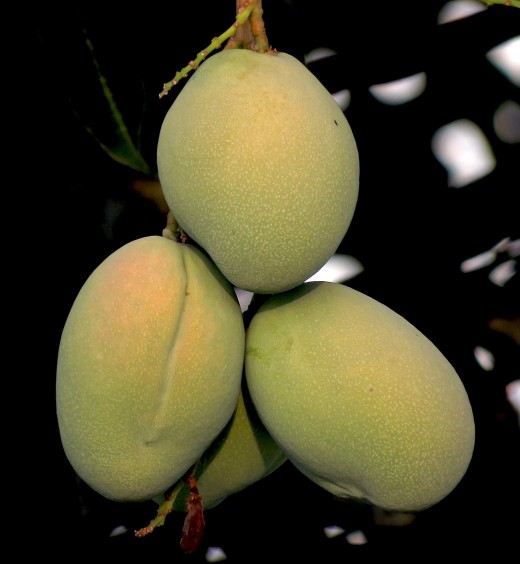 Mango / Mangue