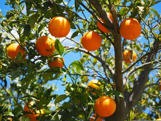 Orange / Orange