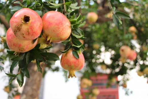 Pomegranate / Grenade
