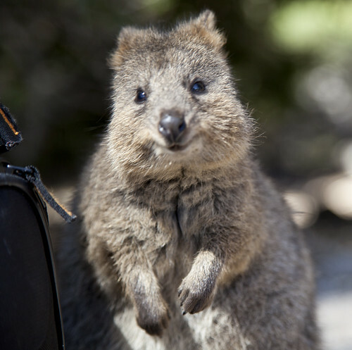 A happy quokka.