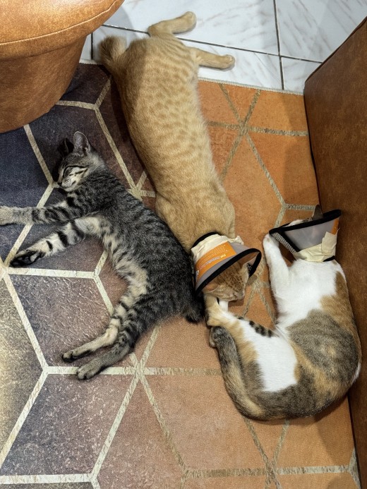 Maddie and Alexander (plus our kitten Blackiki) sleeping in our living room