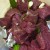 Beef with added garlic and bay leaf