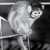 Miss Baker, the first US animal to fly in space. Miss Baker lived at the US Space & Rocket Center for years until her death in 1984. Students leave bananas on the momument in her honor. 
