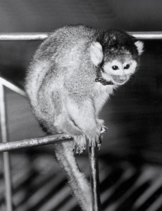 Miss Baker, the first US animal to fly in space. Miss Baker lived at the US Space & Rocket Center for years until her death in 1984. Students leave bananas on the momument in her honor. 