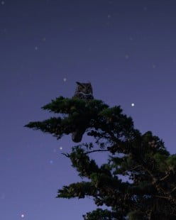 Night Poems