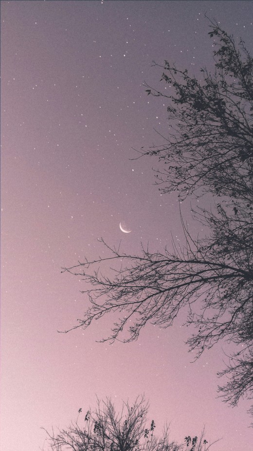 Night sky with moon and tree, photo by LucasVphotos on Unsplash