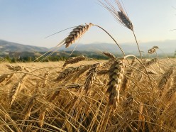 The Harvest Watchers: A Chilling Fall Mystery