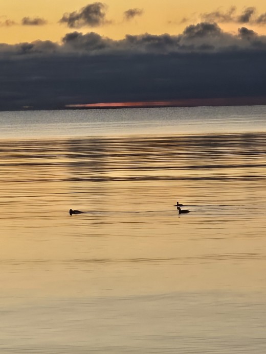 Three ducks on Lake Ontario