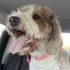 boxelderred profile image