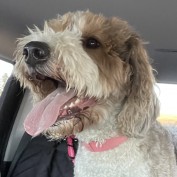 boxelderred profile image