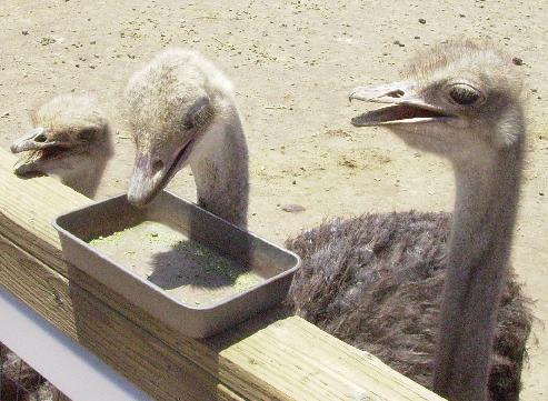 Ostrich eating at Rooster Cogburn's Ostrich Ranch in Picacho, AZ