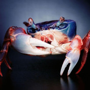 maviyengeccom profile image