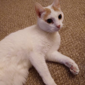 Michelle Short profile image