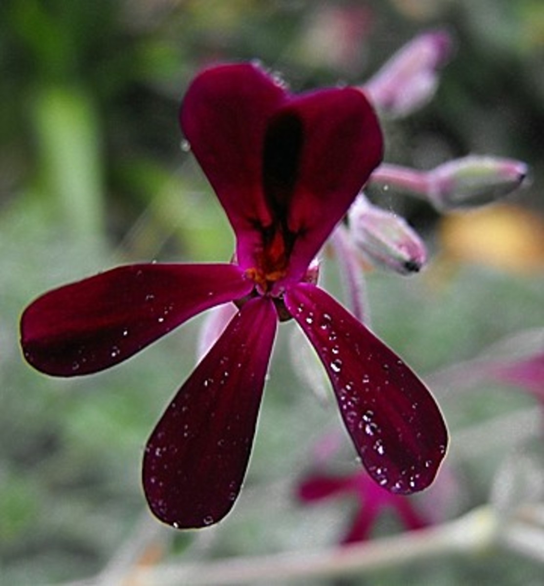 Pelargonium, a tender perennial.