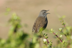 Back To Nature - Birding 101 No. 3 Birding Hot Spots In South Africa