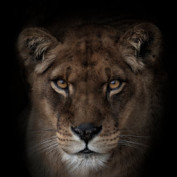 ahostagesituation profile image