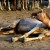 A very pregnant she-camel looks at her companions, engaged in eating out of a huge trough containing fodder. camel farm,Bikaner. A very pregnant she-camel looks at her companions, engaged in eating out of a huge trough containing fodder. camel farm,Bikaner.