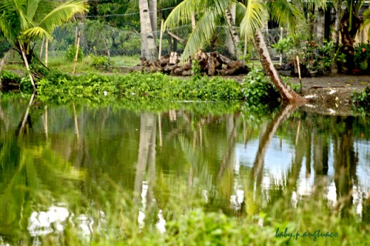 Nature reflection on a small pond