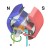 Cycle one. Color coding; blue is north and salmon is south. In this image the rotor and stator are pushing away from each other causing rotation.