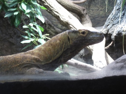 Live Komodo Dragon at Woodland Park Zoo in Seattle, Washington