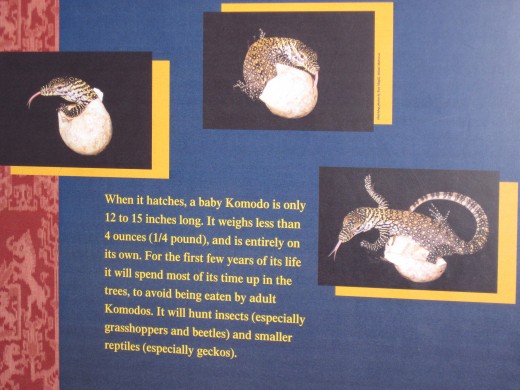 Komodos hatching from Eggs (Woodland Park Zoo)