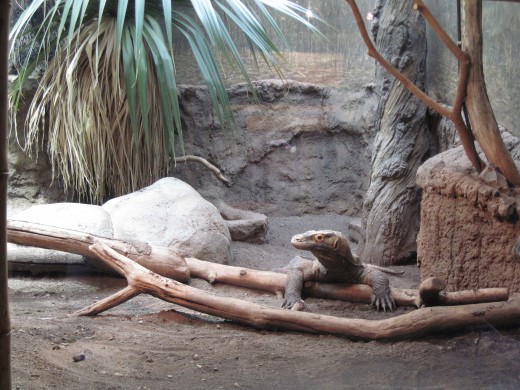 Komodo Dragon - Giant Lizard of Indonesia