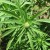 Cannabis sativa can be a beautiful plant! Cannabis sativa can be a beautiful plant!