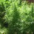 Cannabis in a modern outdoor garden Cannabis in a modern outdoor garden