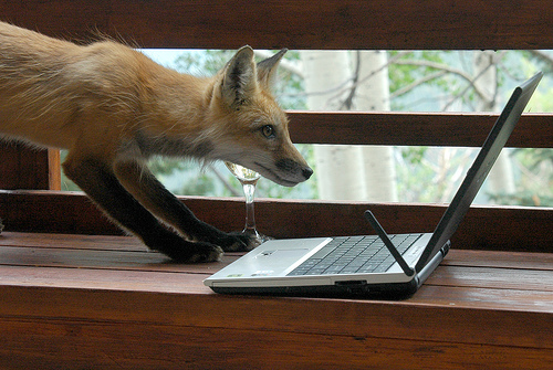 "Firefox - A Ferocious Guard" Photo Courtesy of: Rob Lee