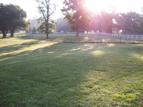 dawn in my yard.