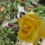 Even a rose blossoms. What's with us? Even a rose blossoms. What's with us?