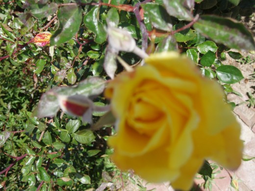 Even a rose blossoms.  What's with us?