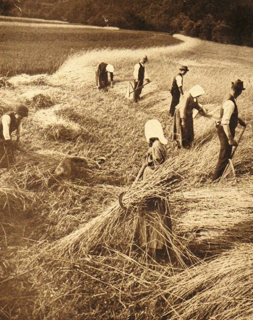 Cutting rye near town of Schwarza, Germany -- 1909 -- Photo: Underwood & Underwood, NY