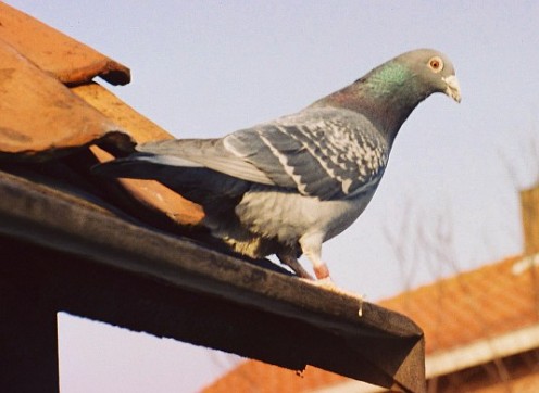 Carrier Pigeons