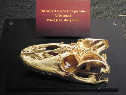 Komodo Dragon skull on display at Woodland Park Zoo in Seattle.