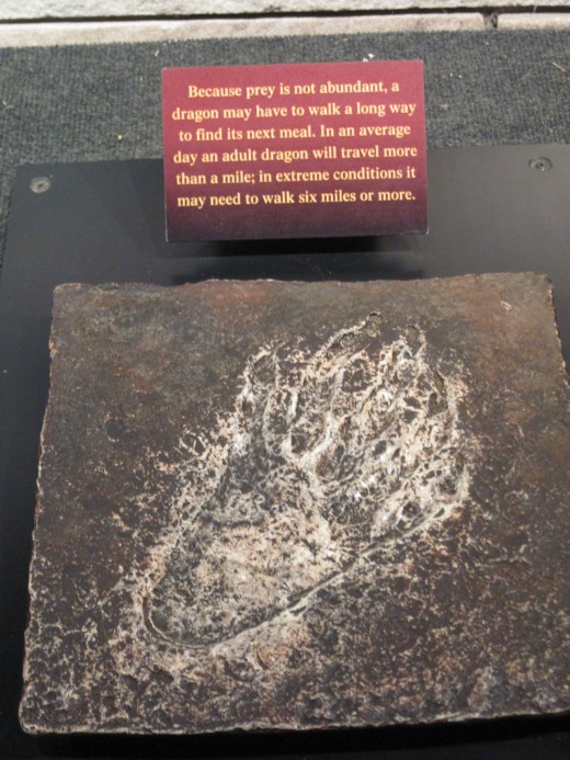 Komodo Dragon Footprint at Woodland Park Zoo