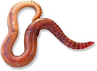 Red Wiggler Worm or Eisenia Foetida