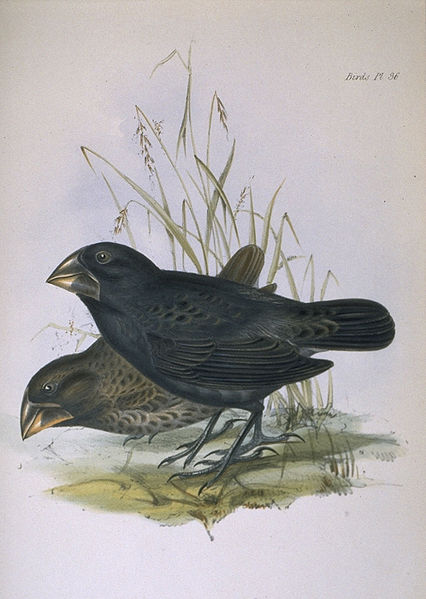 Ground Finch - Beware of the Vampire Bird!