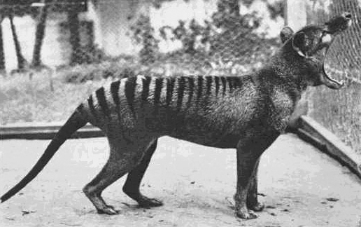 The Late Last Known Tasmanian Tiger - Called Benjamin.