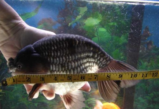 This is Bubba, an adult fancy goldfish...photo courtesy of Daryl from the forums at kokosgoldfish.com