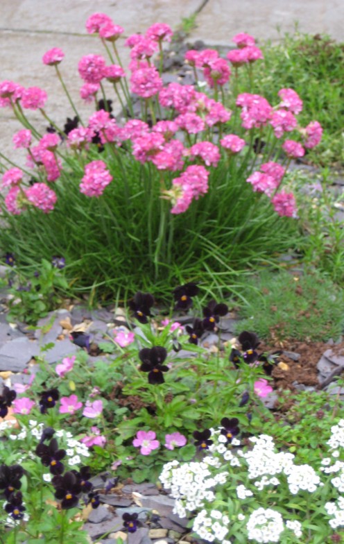Thrift is a pretty pink flowering plant that can be used for small gardens.